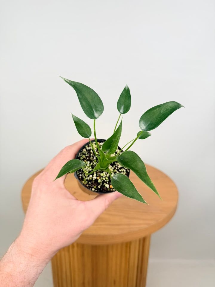 Alocasia Odora X Brisbanensis - Tiny Dancers
