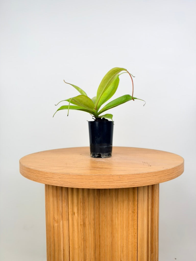 Nepenthes Gentle - Imperfect Foliage