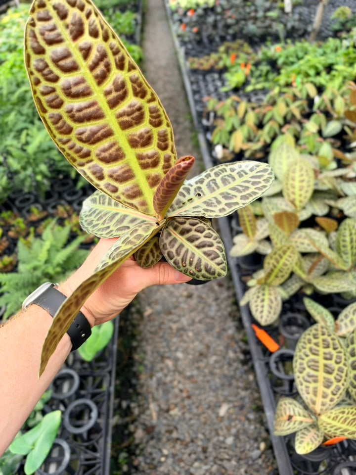 Handpicked #97 - Labisia Beccarii - Turtleback