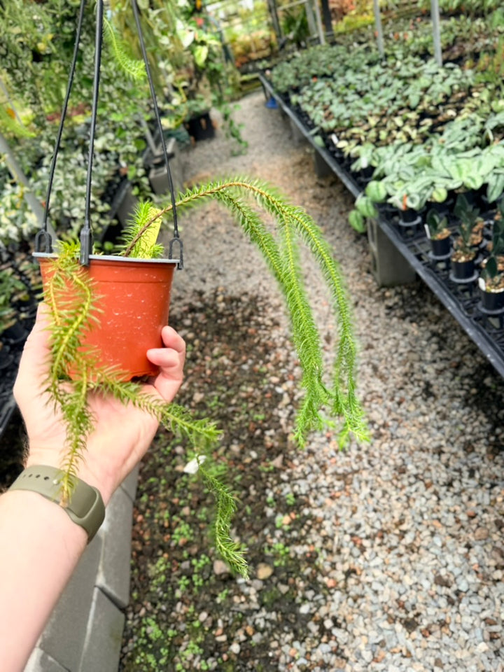 Handpicked #34 - Phlegmariurus squarrosus [Huperzia Squarrosa] - QLD Fine Rock Tassel Fern