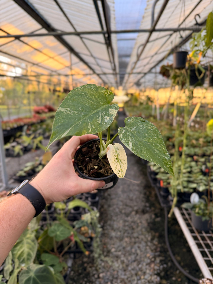 Handpicked #171 - Monstera Deliciosa Mint