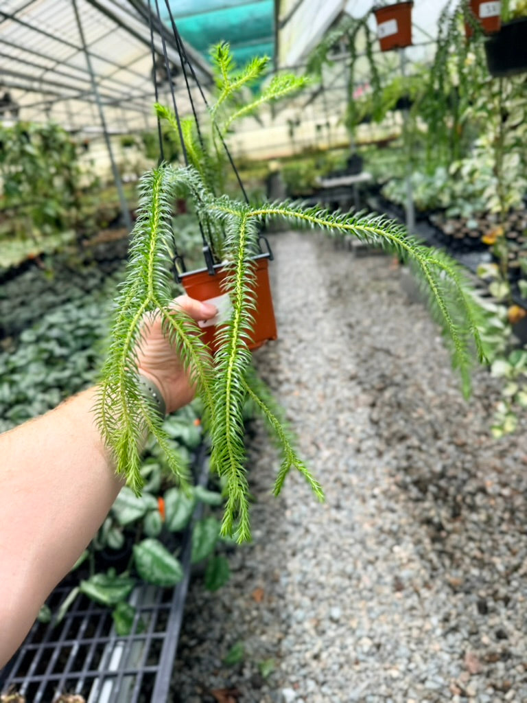 Handpicked #36 - Phlegmariurus squarrosus [Huperzia Squarrosa] - QLD Fine Rock Tassel Fern