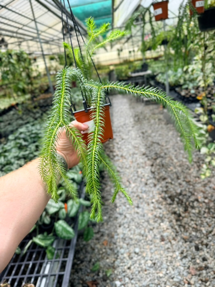 Handpicked #36 - Phlegmariurus squarrosus [Huperzia Squarrosa] - QLD Fine Rock Tassel Fern