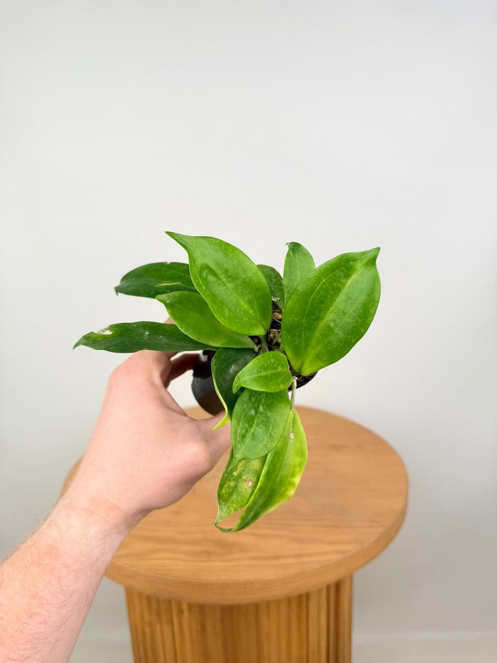 Hoya Samoensis - Imperfect Foliage