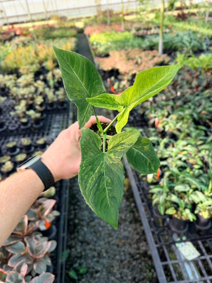 Handpicked #42 - Syngonium Wendlandii - Scrambled Eggs