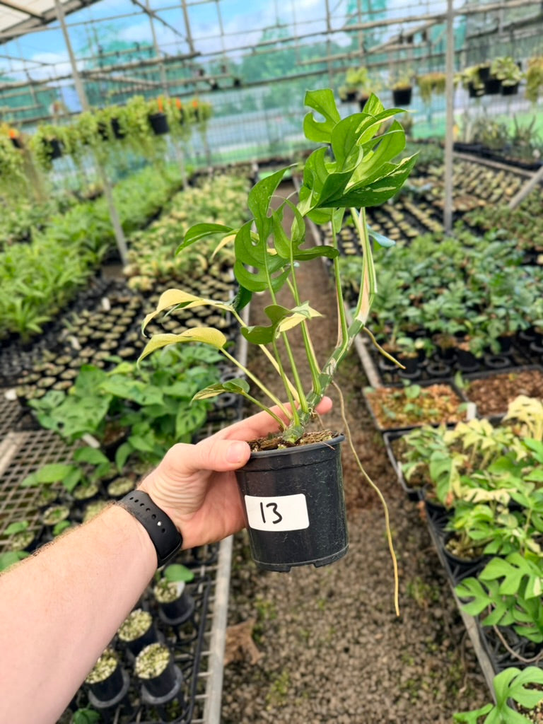 Handpicked #13 - Rhaphidophora Tetrasperma Variegata Albo
