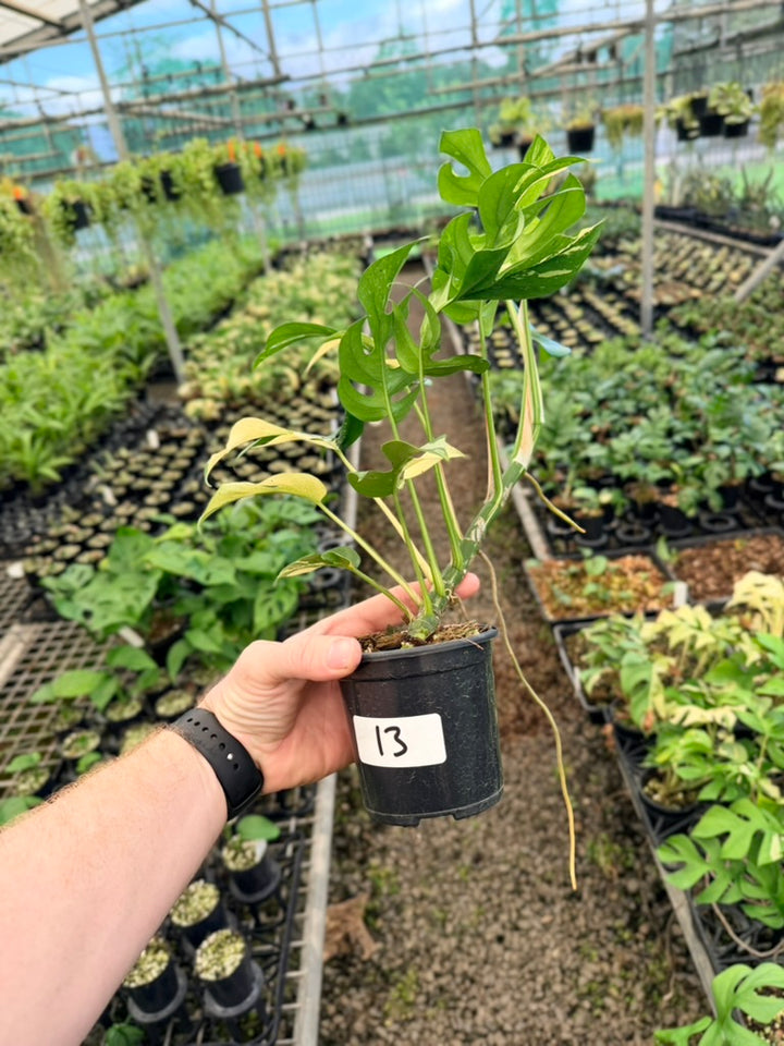 Handpicked #13 - Rhaphidophora Tetrasperma Variegata Albo