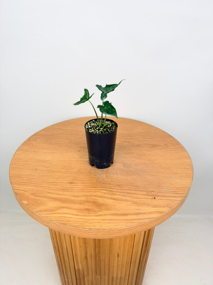 Alocasia Teletubbies