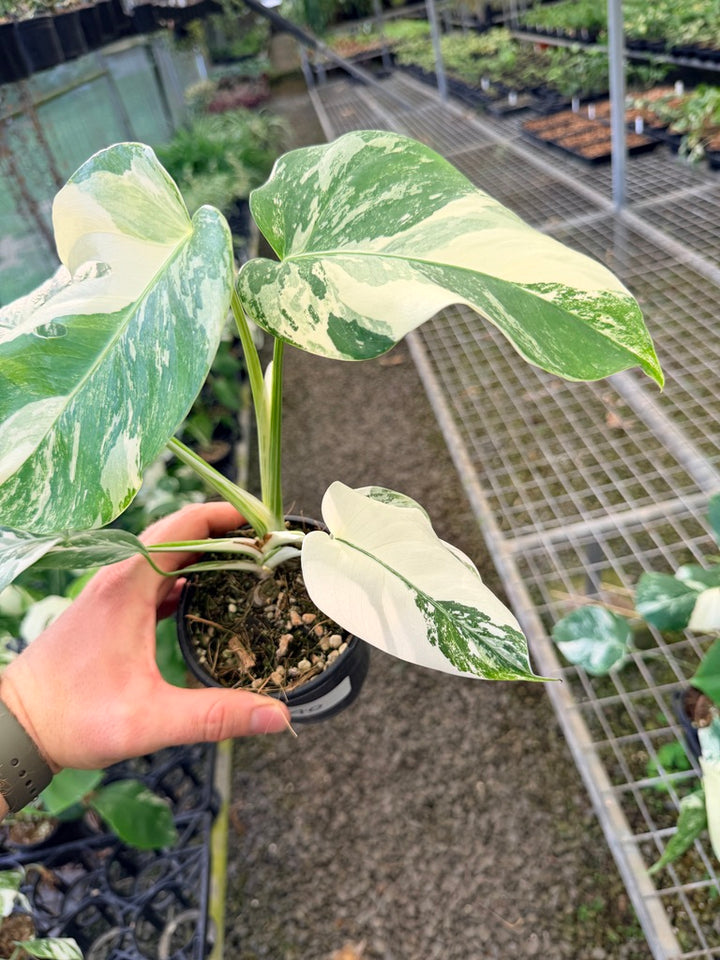 Handpicked #140 - Monstera Deliciosa Borsigiana Variegated Albo