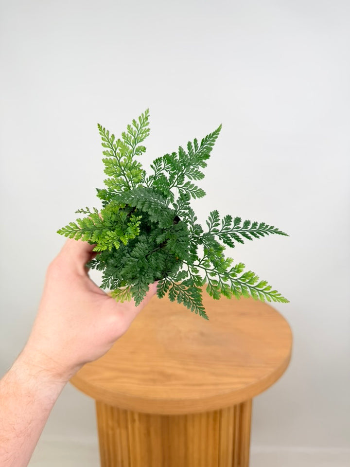Humata Tyermannii - White Rabbit's Foot Fern