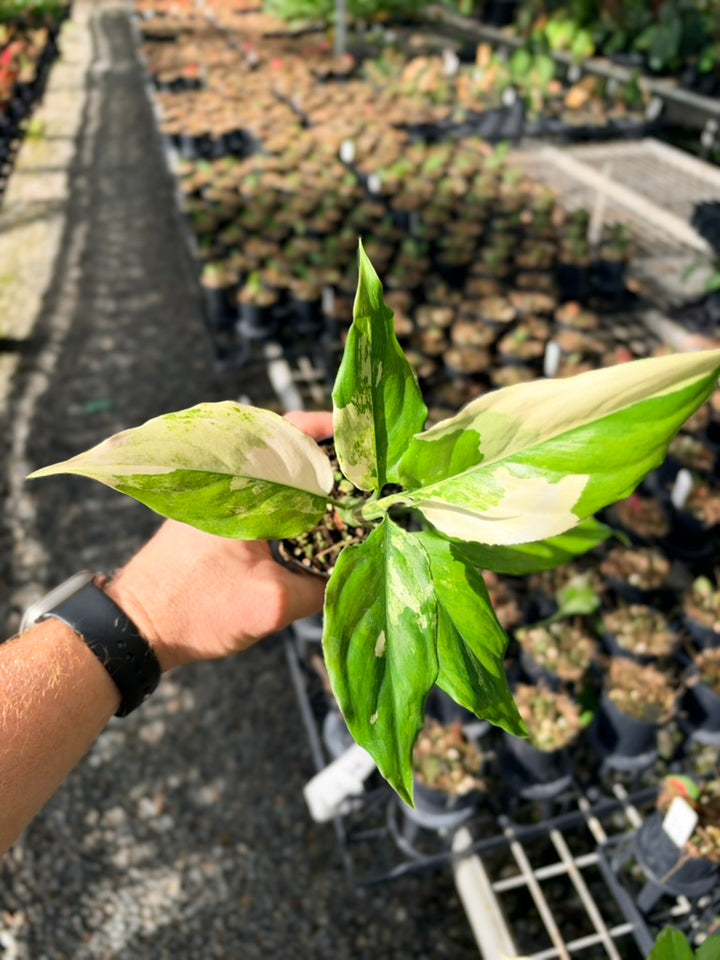 Handpicked #73 - Aglaonema Modestum Variegata