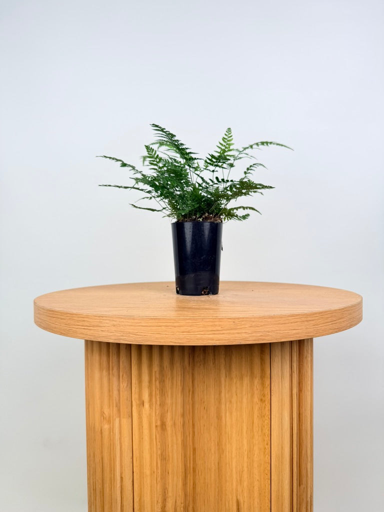 Polystichum Tsussimense - Korean Rock Fern