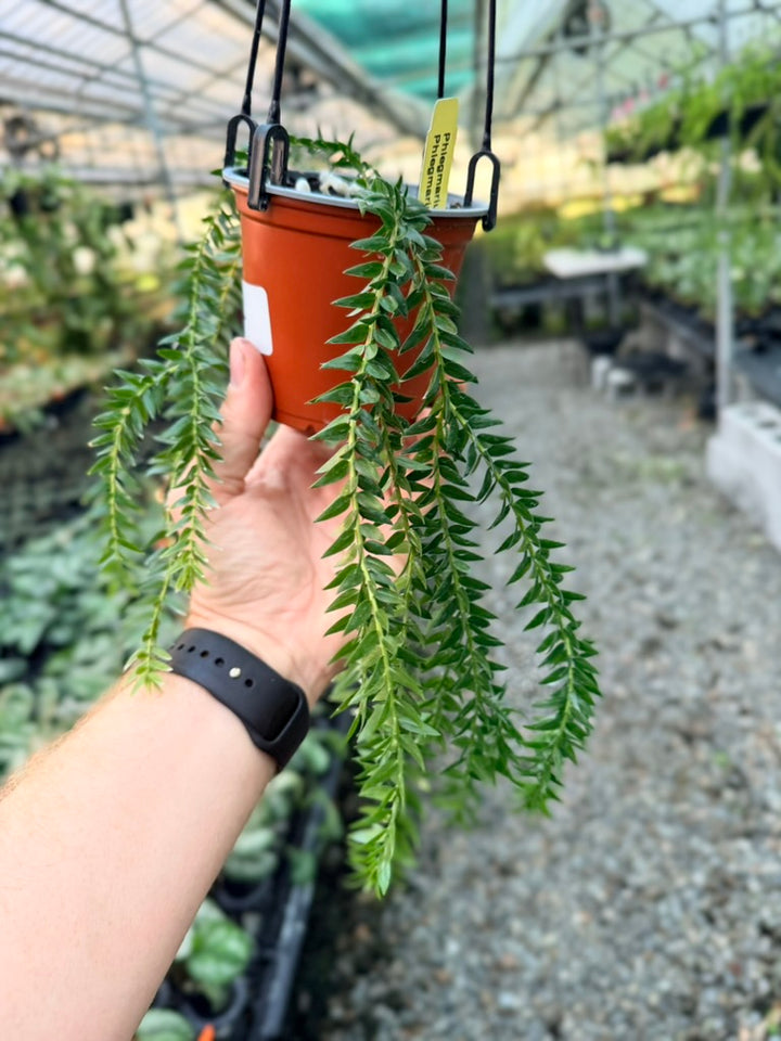 Handpicked #4 - Phlegmariurus Phlegmarioides X Phlegmariurus Ledermannii - Tassel Fern