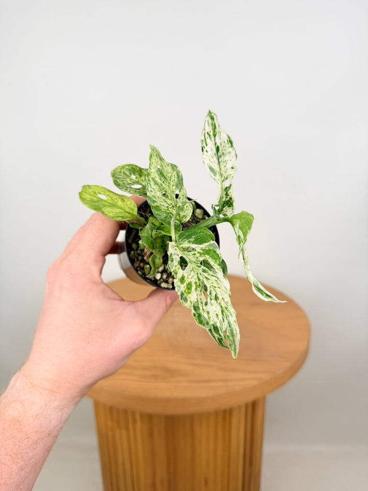 Monstera Adansonii Variegated Mint / Mottled