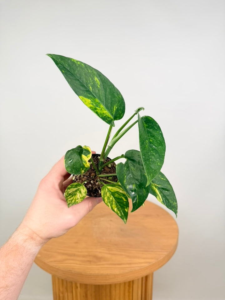 Epipremnum Pinnatum - Yellow Flame