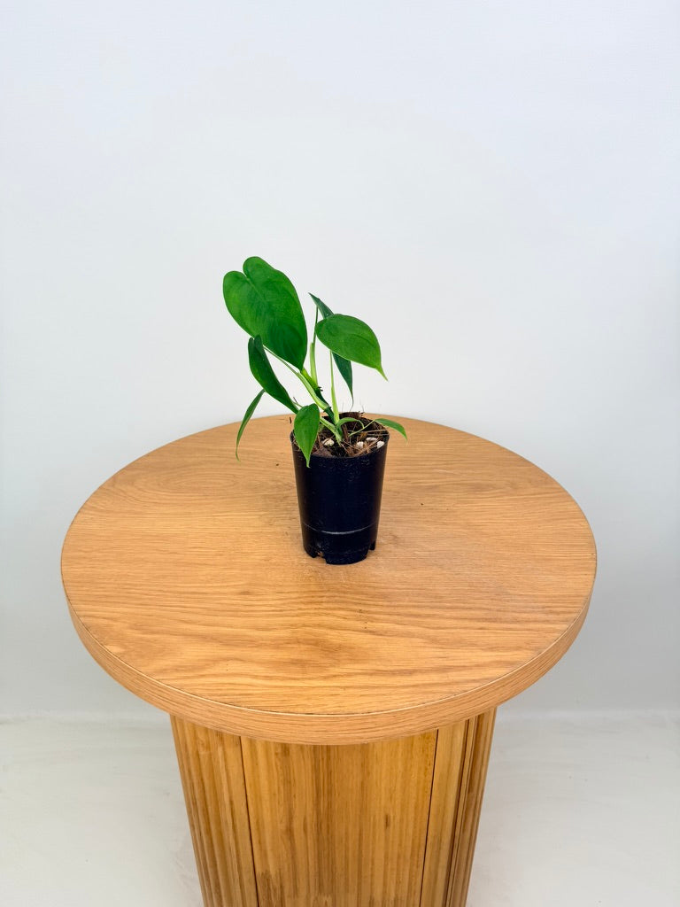 Philodendron Sharoniae