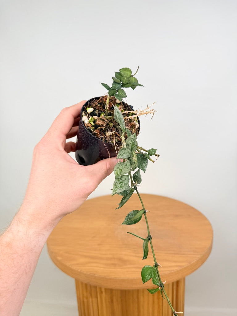 Hoya Krohniana - Super Silver