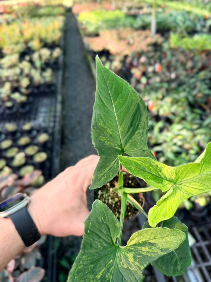 Handpicked #42 - Syngonium Wendlandii - Scrambled Eggs