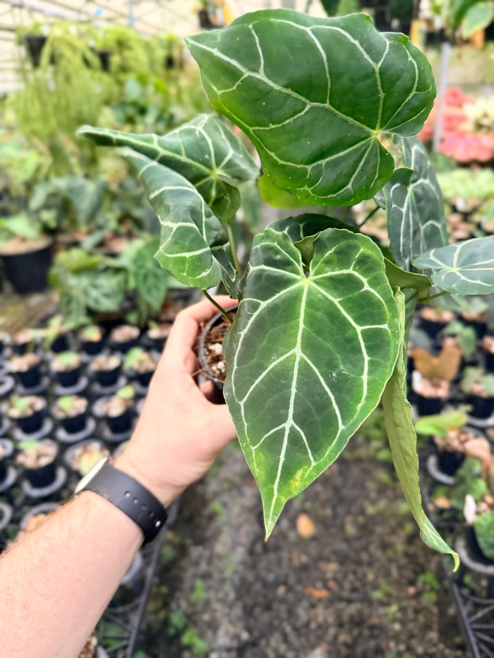 Handpicked #135 - Anthurium Crystallinum - Multi Headed