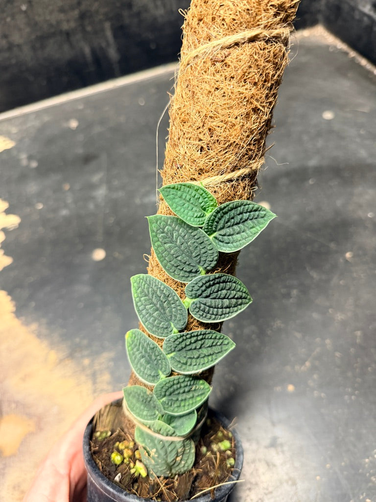 Handpicked #95 - Rhaphidophora Versteegii Totem - 100mm Pot