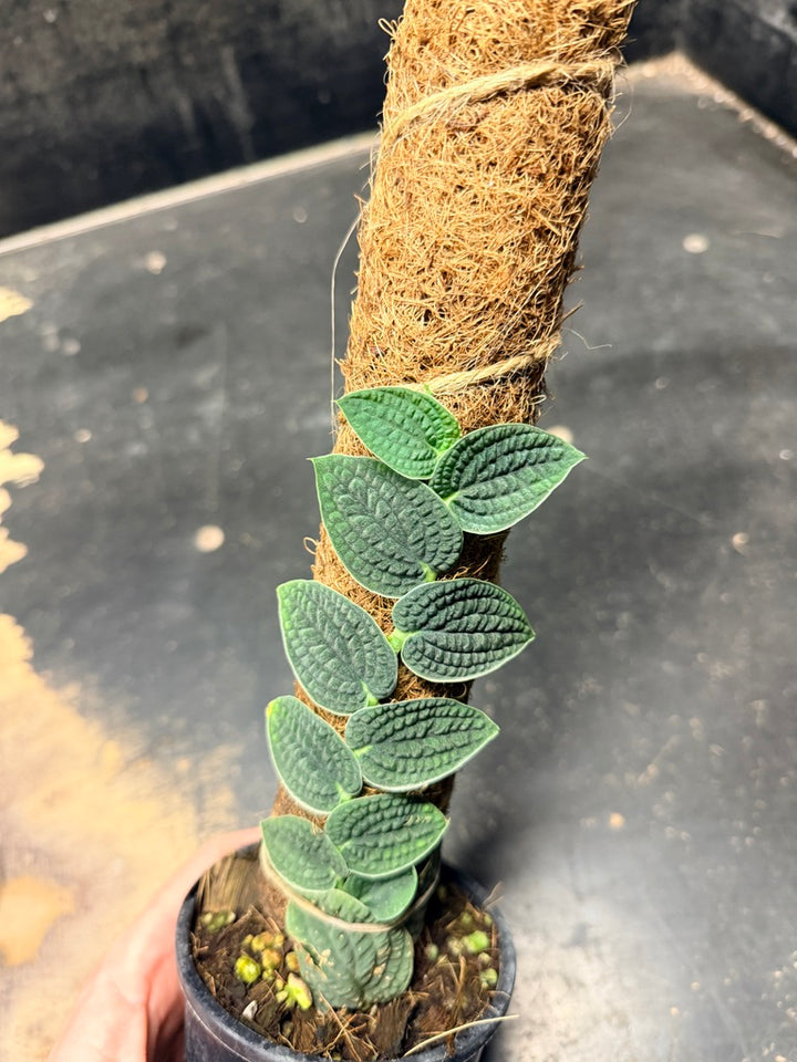 Handpicked #95 - Rhaphidophora Versteegii Totem - 100mm Pot