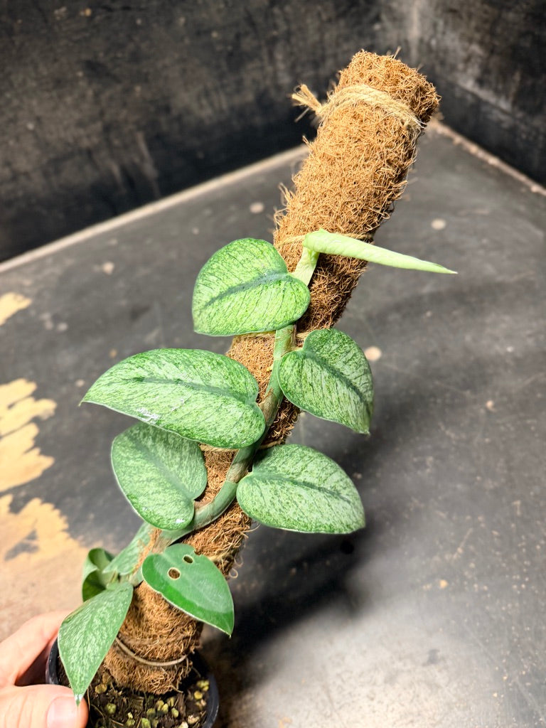 Handpicked #99 - Rhaphidophora Hongkongensis Mint Totem - 100mm Pot