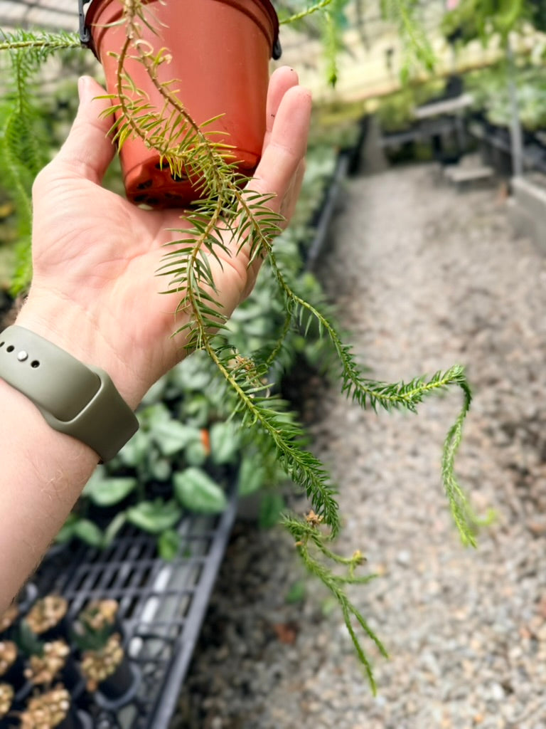 Handpicked #38 - Phlegmariurus squarrosus [Huperzia Squarrosa] - QLD Fine Rock Tassel Fern