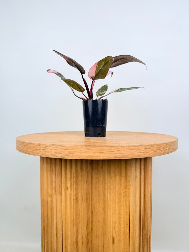 Philodendron Erubescens - Pink Princess Galaxy Marble