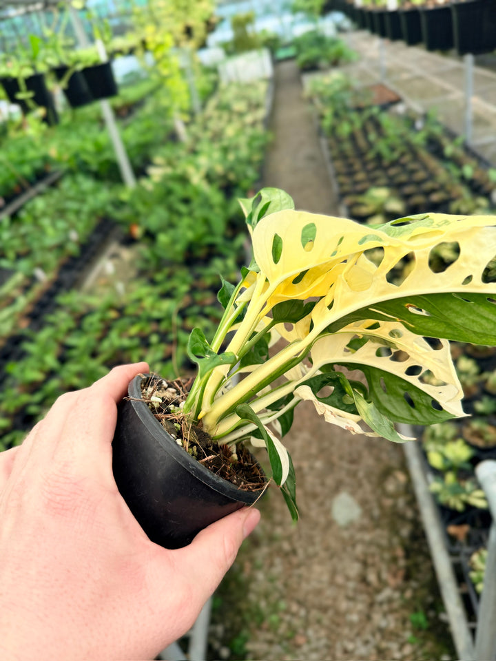 Handpicked #129 - Monstera Adansonii - Monkey Mask - Variegated Albo - Double Planted
