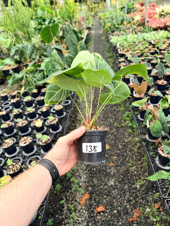 Handpicked #138 - Anthurium Crystallinum - Multi Headed