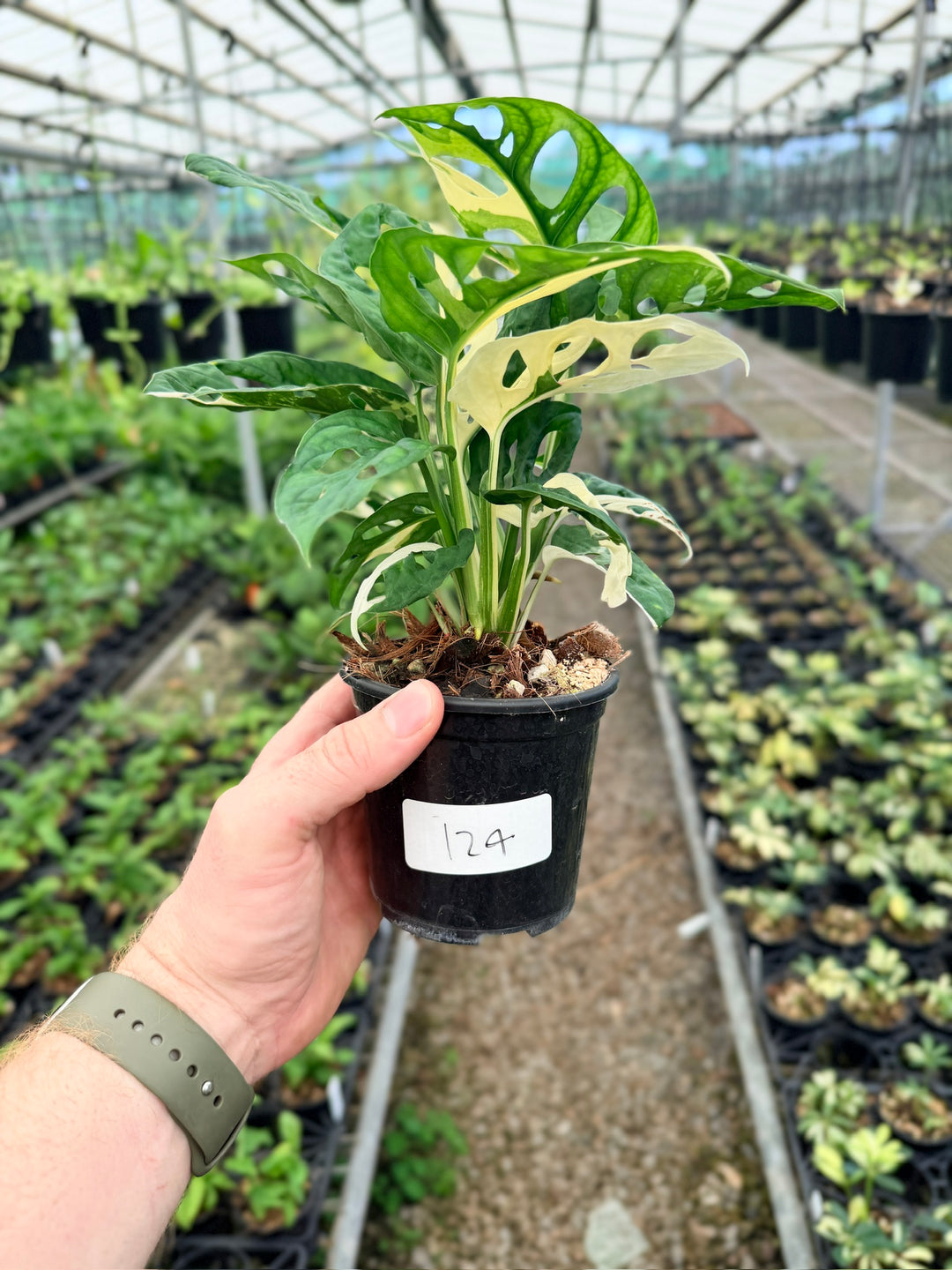 Handpicked #124 - Monstera Adansonii - Monkey Mask - Variegated Albo - Double Planted