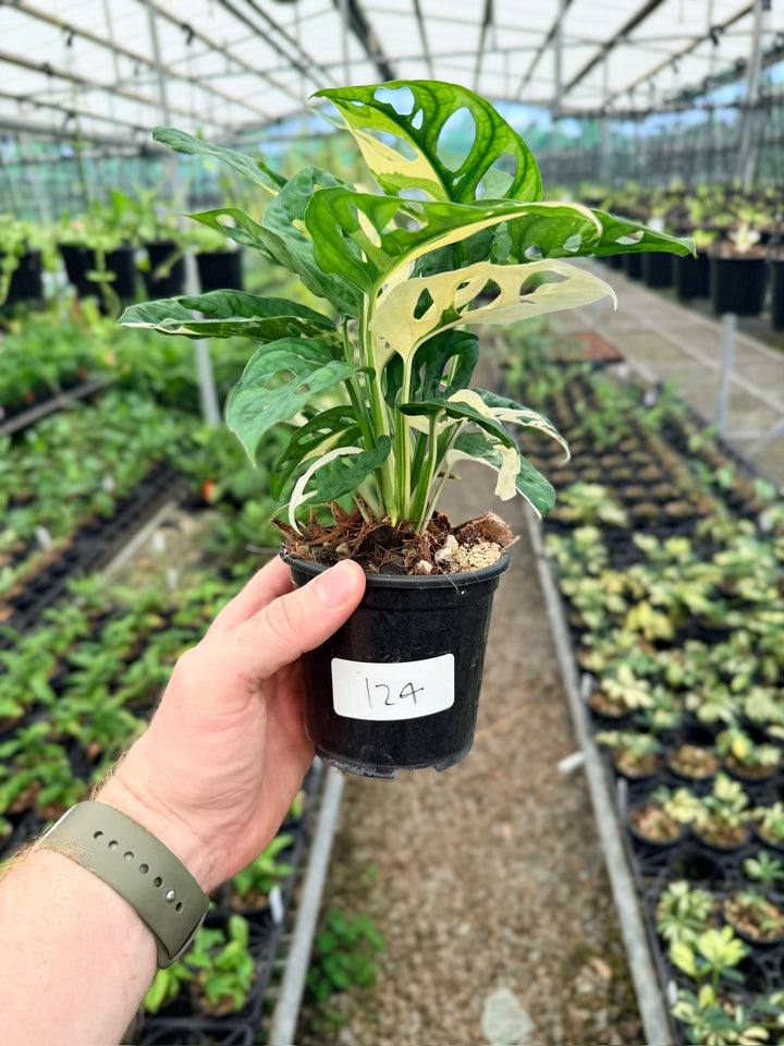Handpicked #124 - Monstera Adansonii - Monkey Mask - Variegated Albo - Double Planted