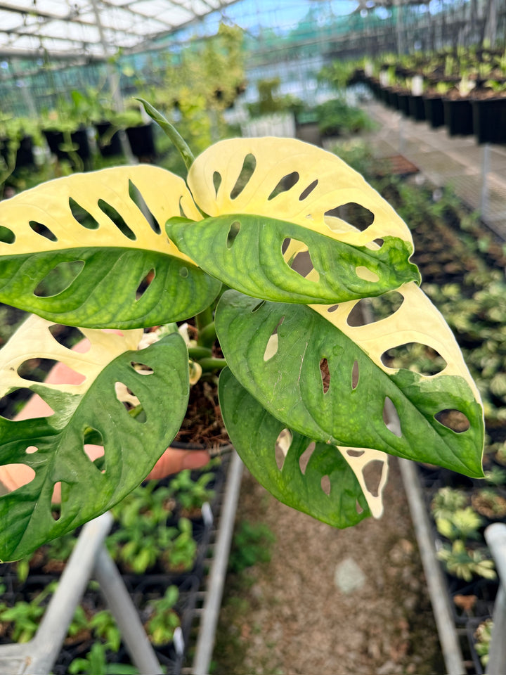 Handpicked #128 - Monstera Adansonii - Monkey Mask - Variegated Albo - Double Planted