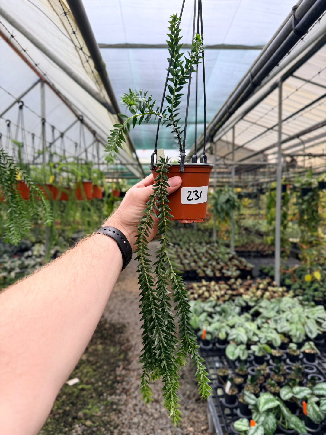 Handpicked #231 - Phlegmariurus Phlegmarioides X Phlegmariurus Ledermannii - Tassel Fern