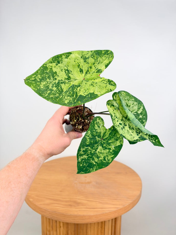 Caladium Bicolor - Frog in a Blender