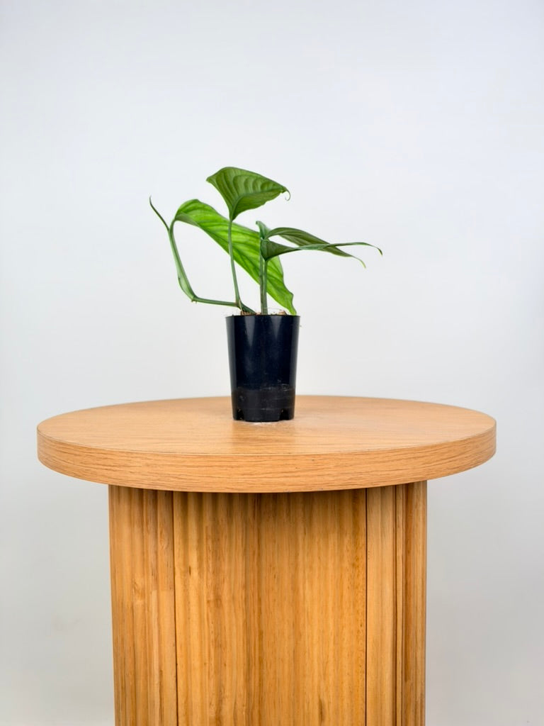 Monstera Obliqua - Filamentous