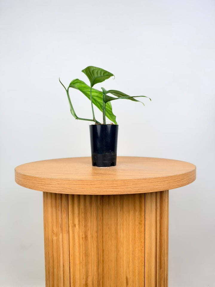 Monstera Obliqua - Filamentous