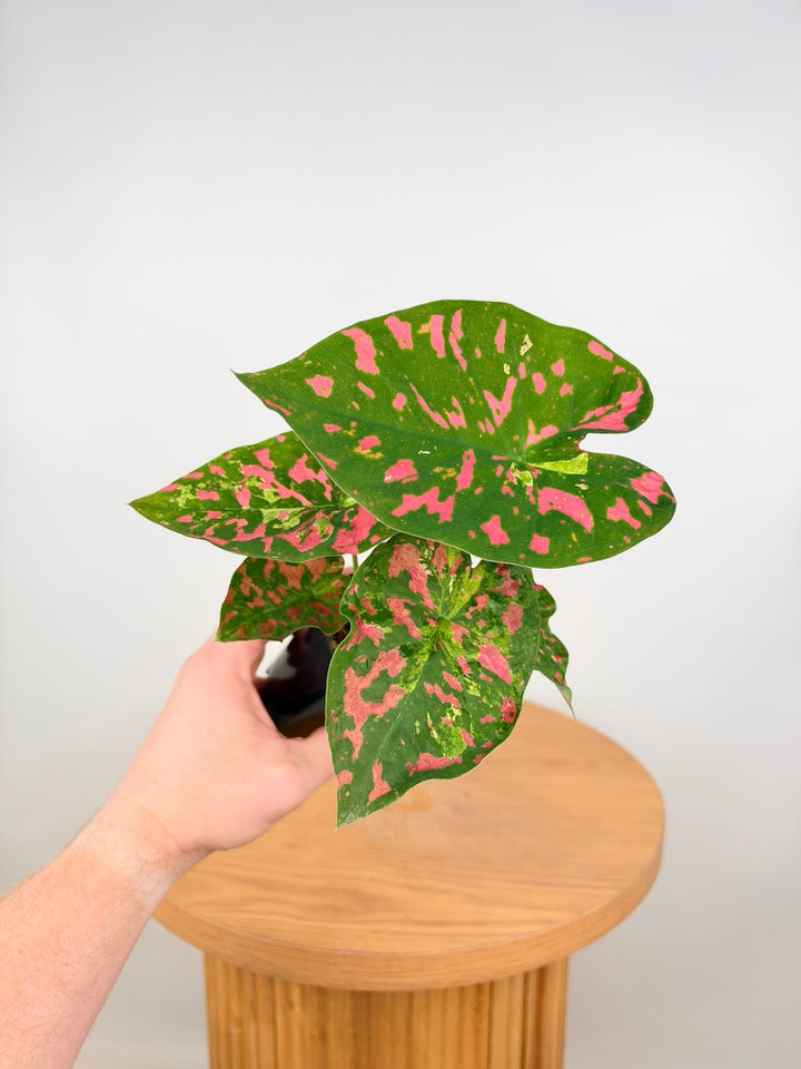 Caladium Bicolor - Raspberry Moon