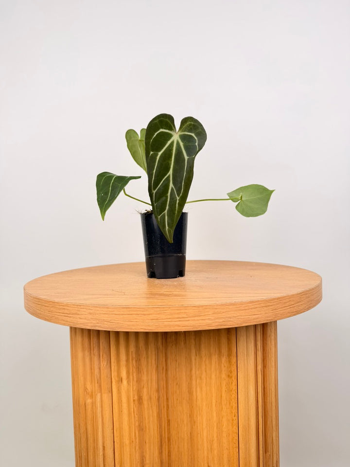 Anthurium Crystallinum X Anthurium NOID