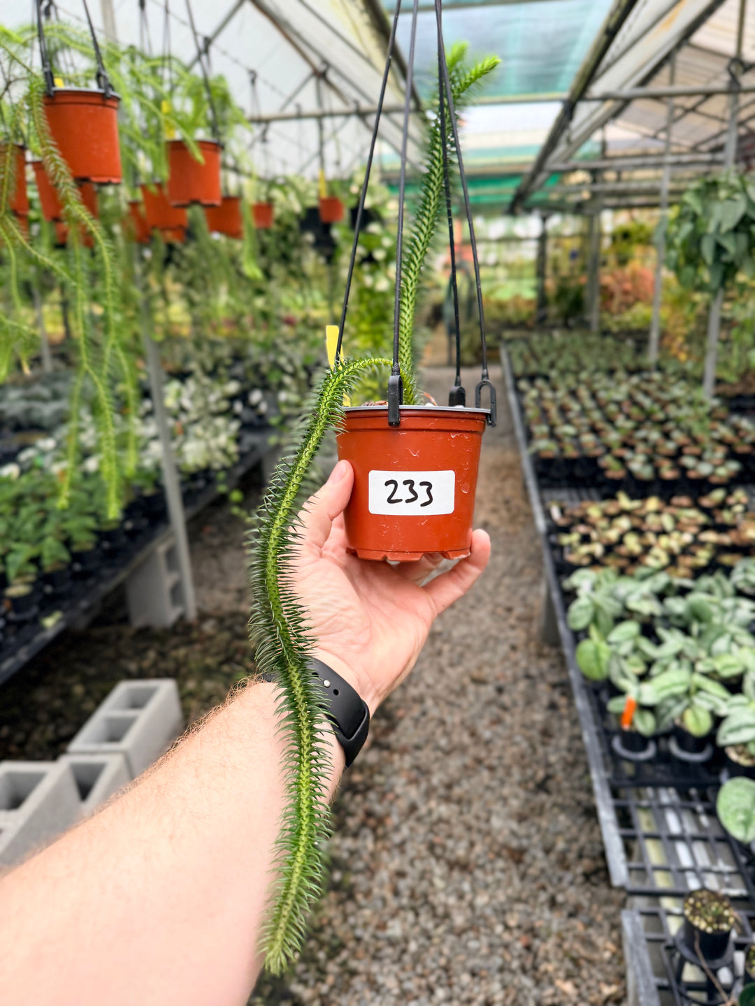 Handpicked #233 - Phlegmariurus squarrosus [Huperzia Squarrosa] - Thailand Large Rock Tassel Fern