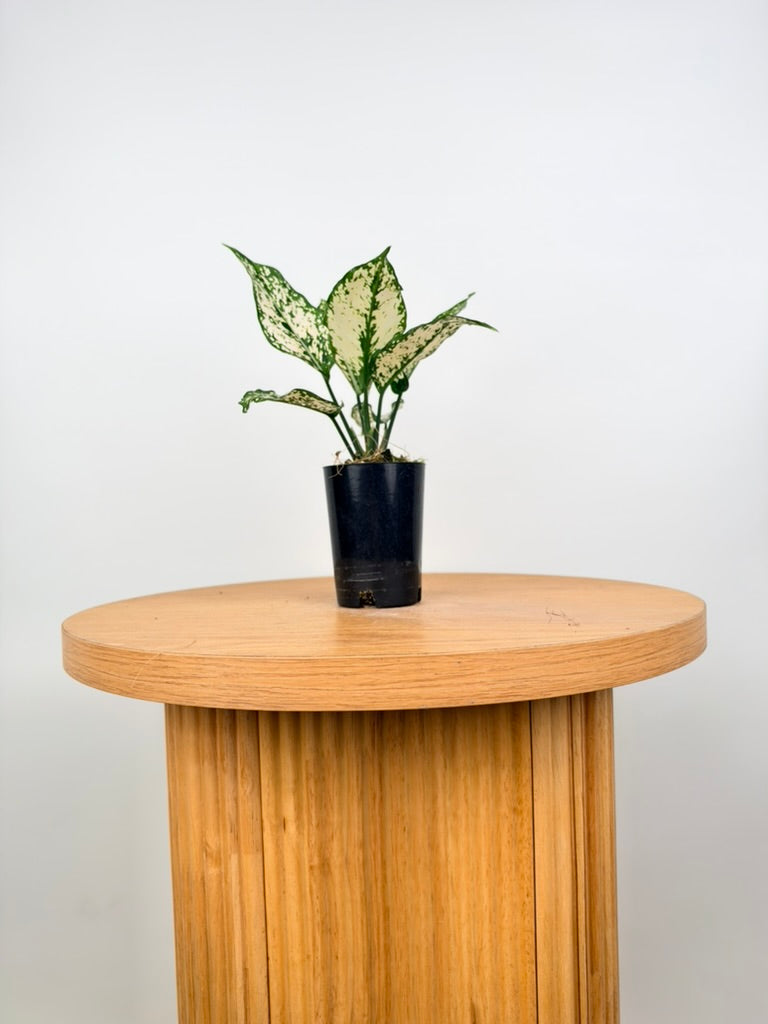 Aglaonema Commutatum - Thai Snowflake