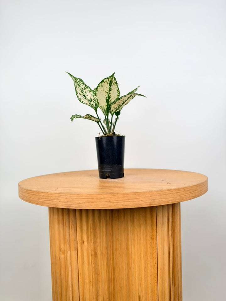 Aglaonema Commutatum - Thai Snowflake