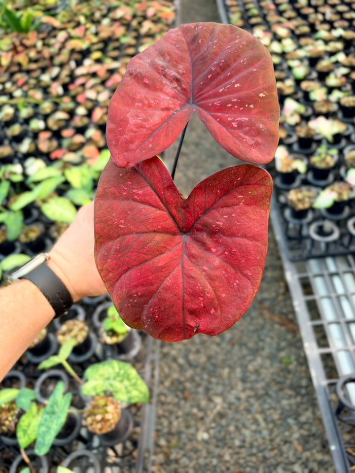 Handpicked #90 - Caladium Bicolor - NOID