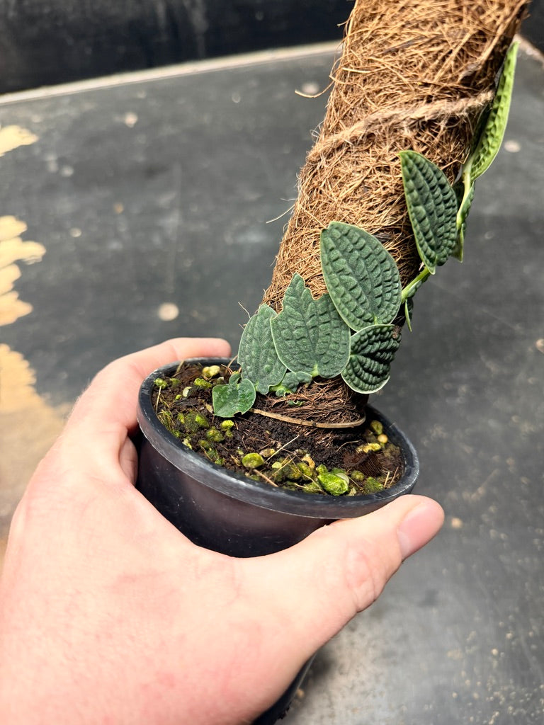 Handpicked #93 - Rhaphidophora Versteegii Totem - 100mm Pot