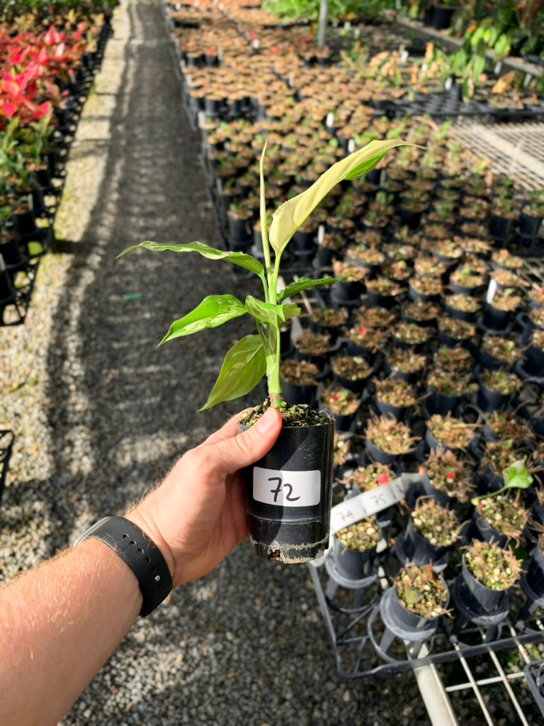 Handpicked #72 - Aglaonema Modestum Variegata