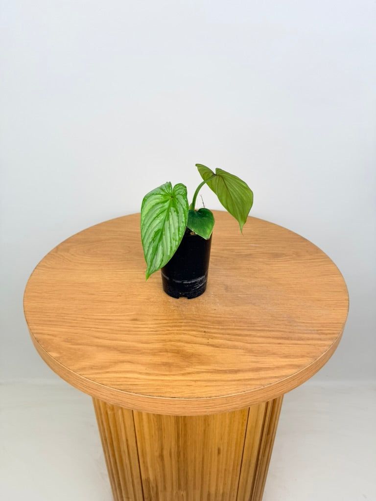 Philodendron Mamei - Silver Cloud