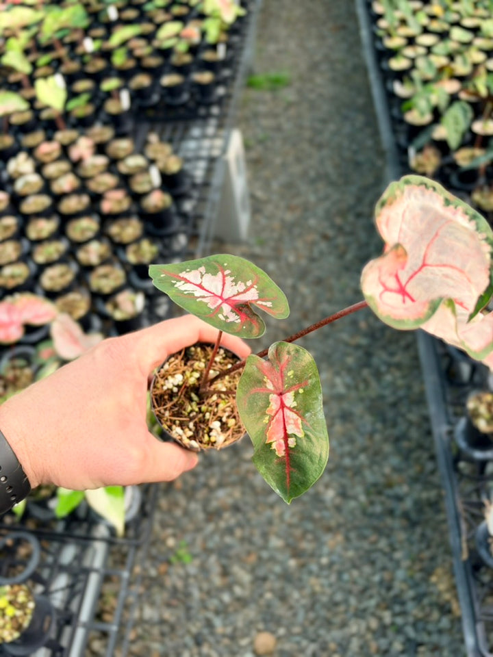 Handpicked #80 - Caladium Bicolor - Apple Blossom