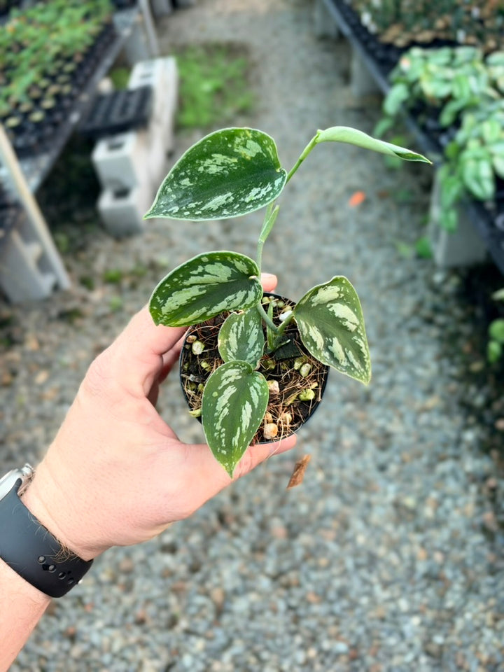 Scindapsus Pictus - Tricolour