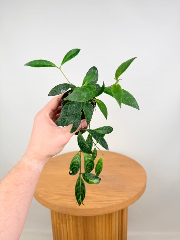 Aeschynanthus Longicaulis - Black Pagoda - Lipstick Plant