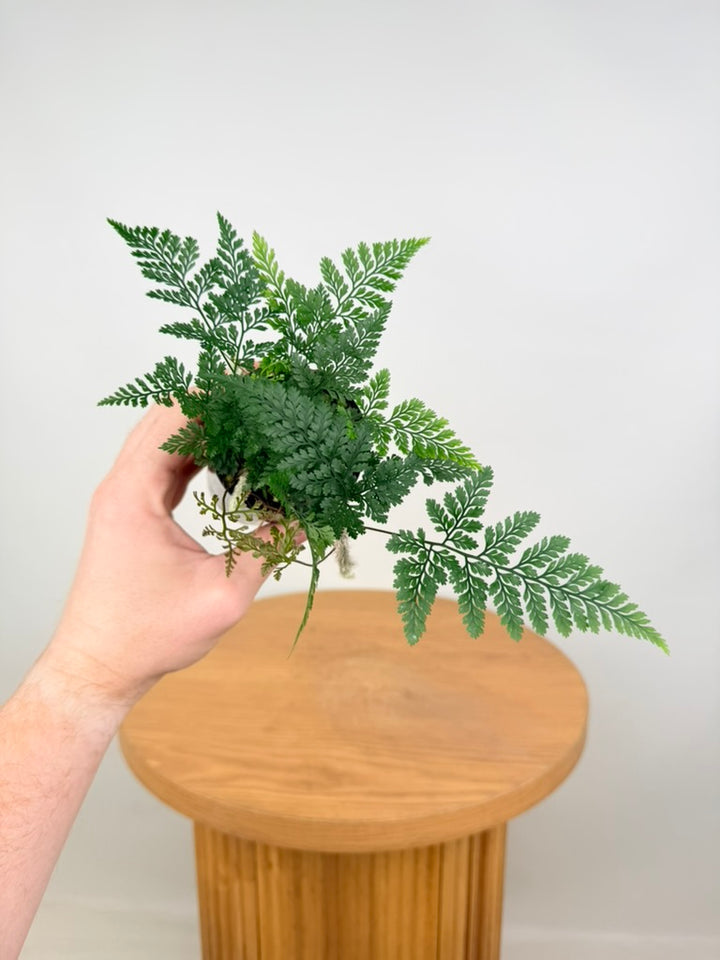 Humata Tyermannii - White Rabbit's Foot Fern